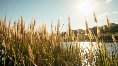 Bulrushes on the shore of a lake photo