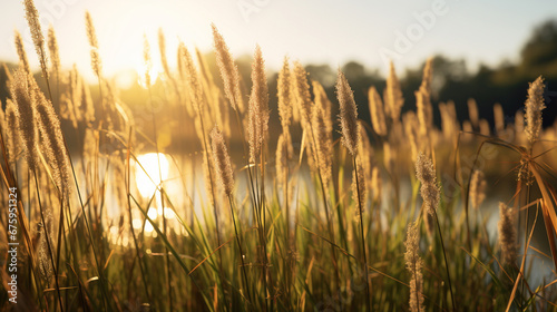 Bulrushes on the shore of a lake photo