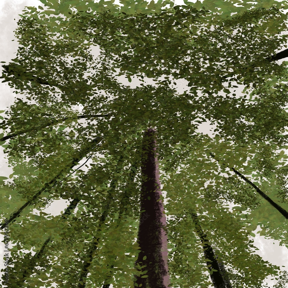 Fototapeta premium trees in the woods