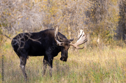Bull Moose During the Rut in Wyoming in Autumn © natureguy