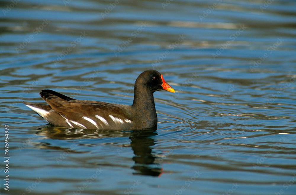 Gallinule poule d'eau,.Gallinula chloropus, Common Moorhen Gallinule poule d'eau,.Gallinula chloropus, Common Moorhen