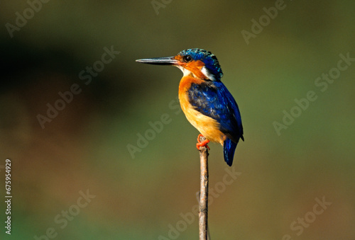 Martin pêcheur d'Europe,.Alcedo atthis, Common Kingfisher