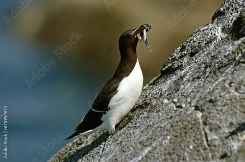 Photos Pingouin torda, Petit Pingouin.Alca torda, Razorbill