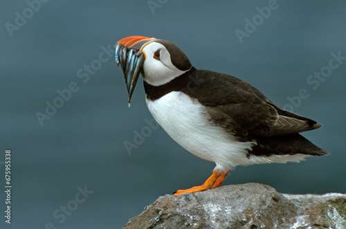 Macareux moine, poissons,.Fratercula arctica, Atlantic Puffin, Lançon, Hyperoplus lanceolatus photo