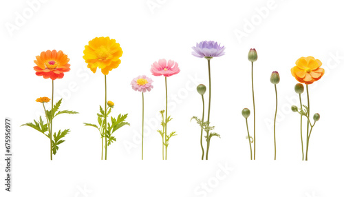 spring flowers isolated on transparent background cutout
