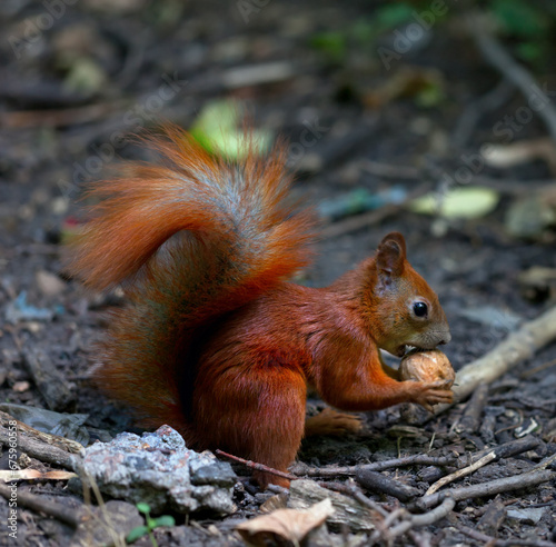Red squirrel eat walnut in autumn forest
