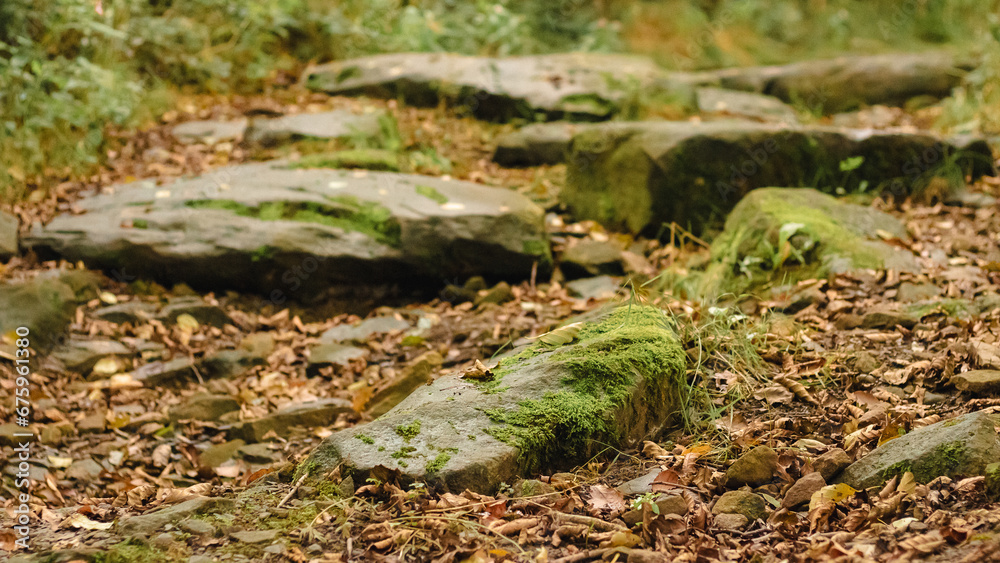 green moss on the stone