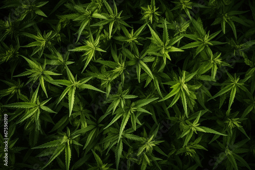 top view hemp field background