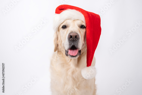 Cute Christmas dog with red Santa hat sitting on white background. Christmas or New Year card with golden retriever. © deine_liebe