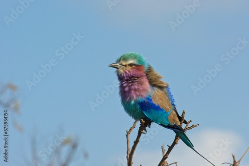 Lilac breasted roller on branch © Pierre Lombard