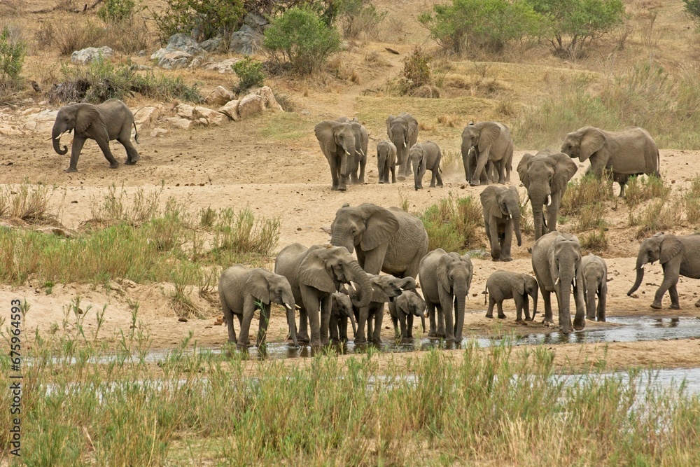 Elephants drinking water at river in Kruger NP Elephants drinking water at river in Kruger NP