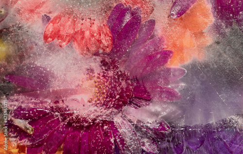 abstract background of close up of pink and red frozen flowers in ice photo