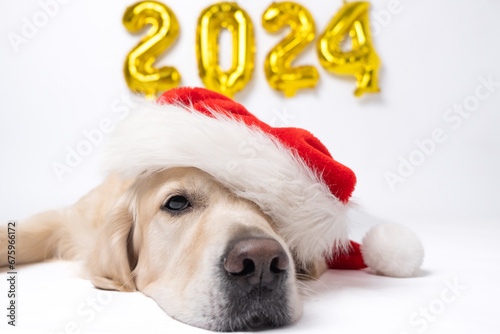 Dog with balloons 2024 for new year. Golden retriever for Christmas kt;bn on white background with golden balloons. Postcard with space for text for new year with pet.