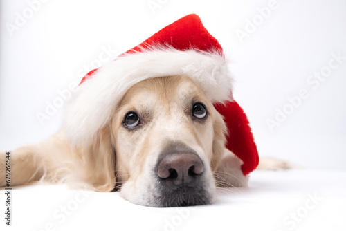 Cute Christmas dog with red Santa Claus hat lying on white background. Christmas or New Year card with golden retriever.