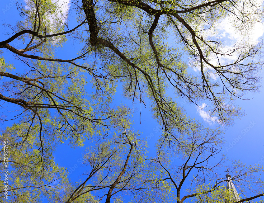 Trees from the bottom in spring season in Quebec Canada Trees from the bottom in spring season in Quebec Canada