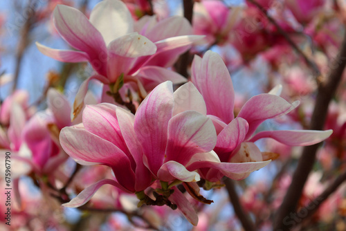 Magnolia tree flower is a large genus of about 210 flowering plant species in the subfamily Magnolioideae of the family Magnoliaceae. It is named after French botanist Pierre Magnol. photo