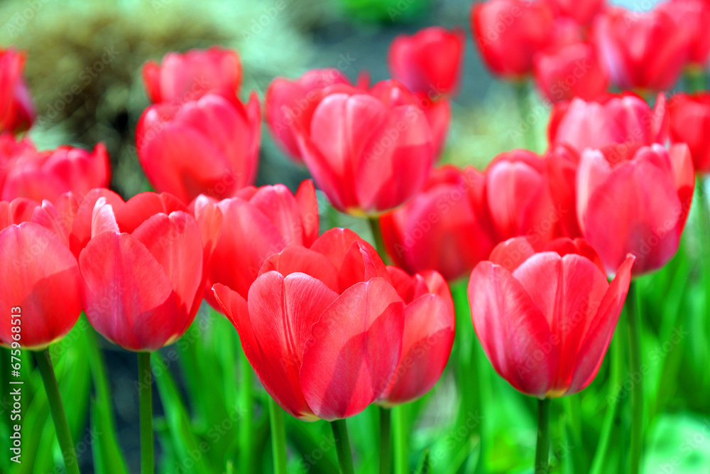 Tulips is a perennial, bulbous plant with showy flowers in the genus Tulipa, of which up to 109 species