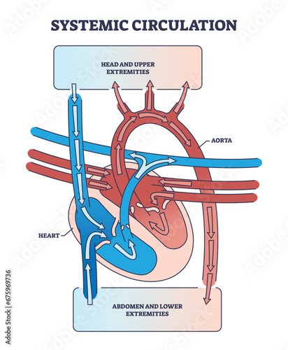 Systemic circulation with heart and aorta blood system outline diagram. Labeled educational scheme with upper and lower extremities supply with oxygen vector illustration. Cardiology and pulmonary.