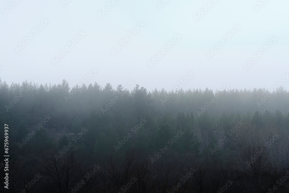 Pine forest in thick fog. Pine tops in dense fog.