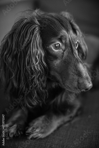 black and white portrait of a Dachshund (dog)