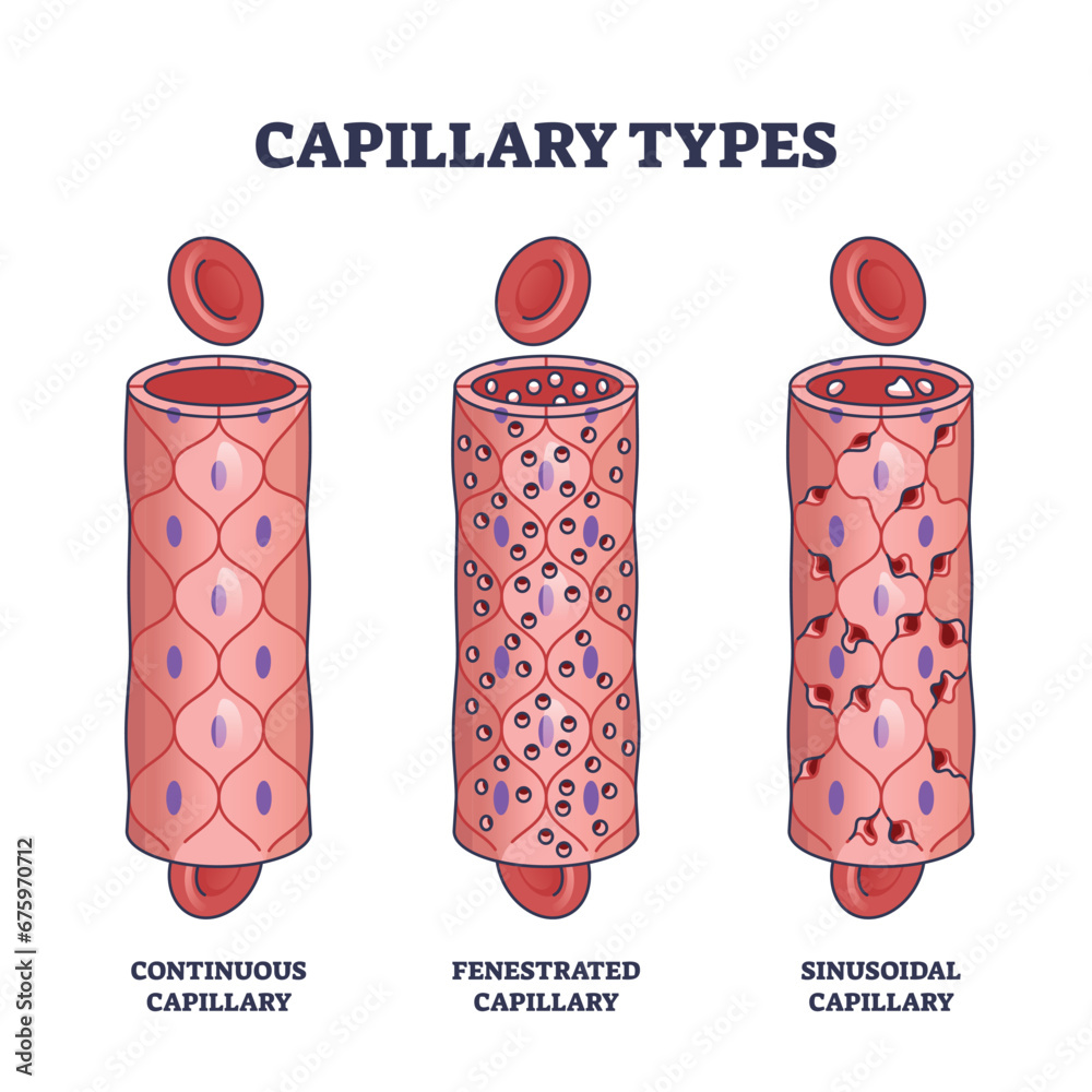 Capillary types with continuous, fenestrated and sinusoidal outline