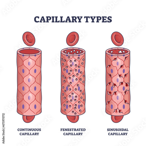 Capillary types with continuous, fenestrated and sinusoidal outline diagram. Labeled educational scheme with biological differences for bloodstream walls vector illustration. Vascular flow tubes.