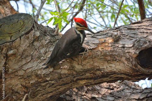 Pileated woodpecker is a large, mostly black woodpecker native to North America. An insectivore it inhabits deciduous forests in eastern North America, the Great Lakes and the boreal forests of Canada