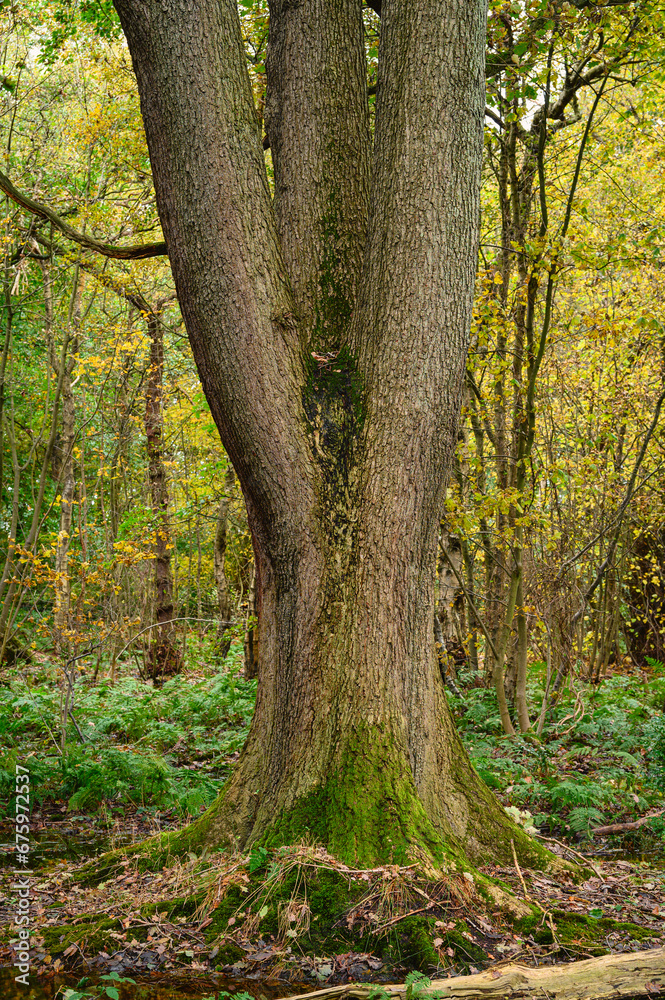 Triple Tree Trunk in Gosforth Park, located north of Newcastle in Tyne and Wear this woodland is popular with dog walkers and gives a rural setting in an urban area