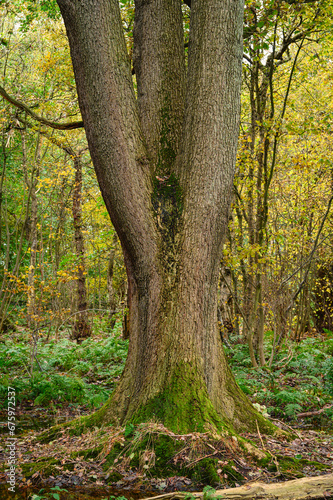 Triple Tree Trunk in Gosforth Park, located north of Newcastle in Tyne and Wear this woodland is popular with dog walkers and gives a rural setting in an urban area