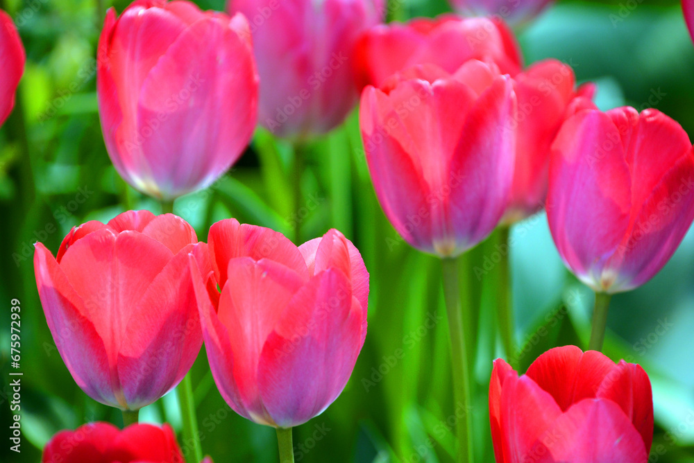 Tulips is a perennial, bulbous plant with showy flowers in the genus Tulipa, of which up to 109 species