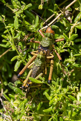 Paar des Leprous grasshopper auf einem Strauch in der Draufsicht photo