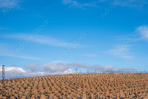 Landscape with vineyards in spring in the designation of origin area of Ribera del Duero wines in Spain photo