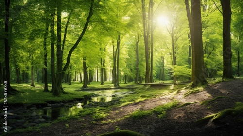 Fototapeta Naklejka Na Ścianę i Meble -  Panoramic view of the green summer beech forest. Sunlight through the mighty trees. Environmental conservation, ecology, pure nature, ecotourism. Idyllic landscape