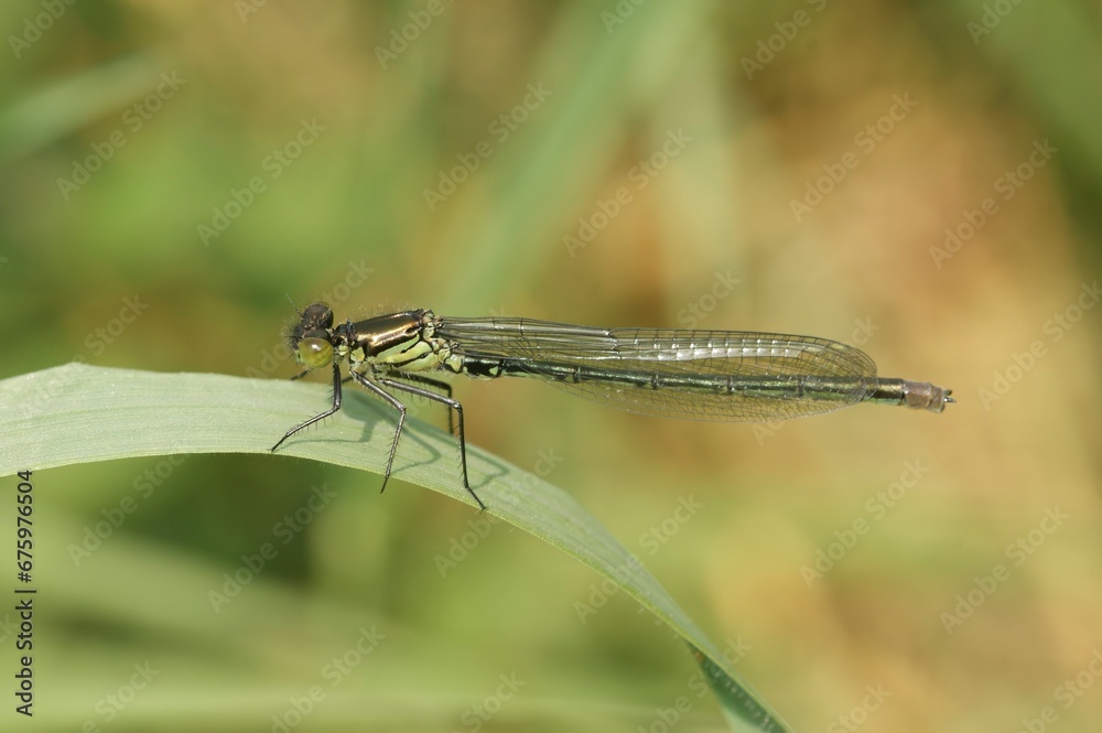 Closeup on a female of the European red-eyed damselfly Erythromma najas Closeup on a female of the European red-eyed damselfly Erythromma najas