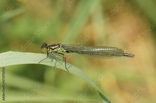 Closeup on a female of the European red-eyed damselfly Erythromma najas