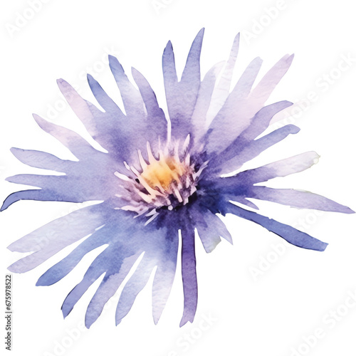 watercolor purple aster flower