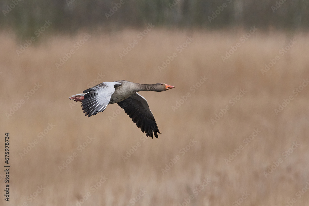 Naklejka premium Fliegende Graugans in der Abendsonne 