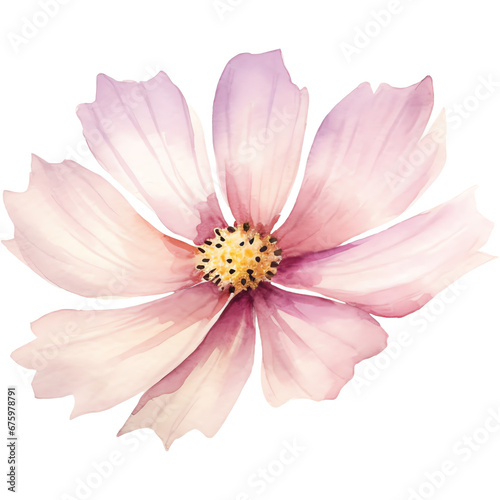watercolor pink cosmos flower