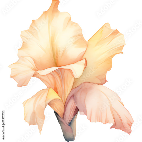 Tableau sur toile watercolor pale peach color gladiolus flower