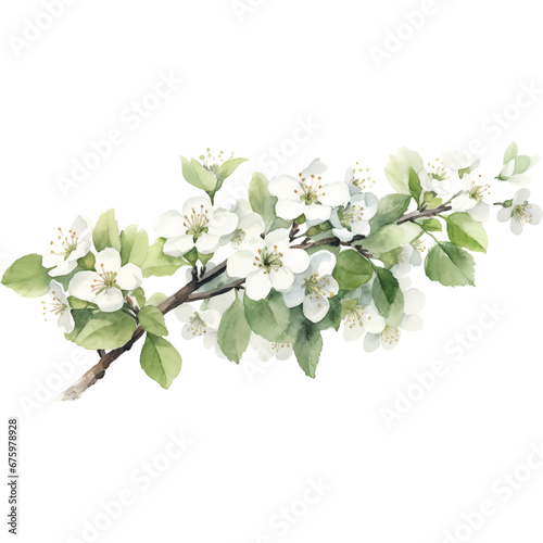 watercolor white hawthorns flower