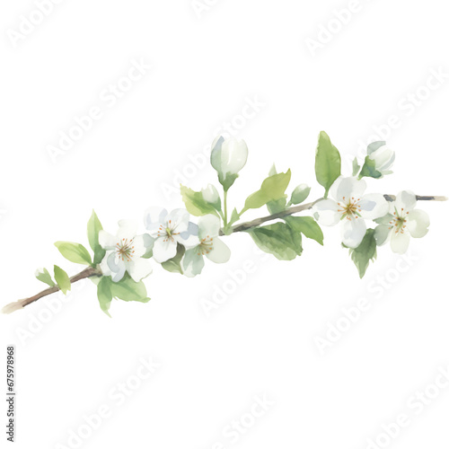 watercolor white hawthorns flower