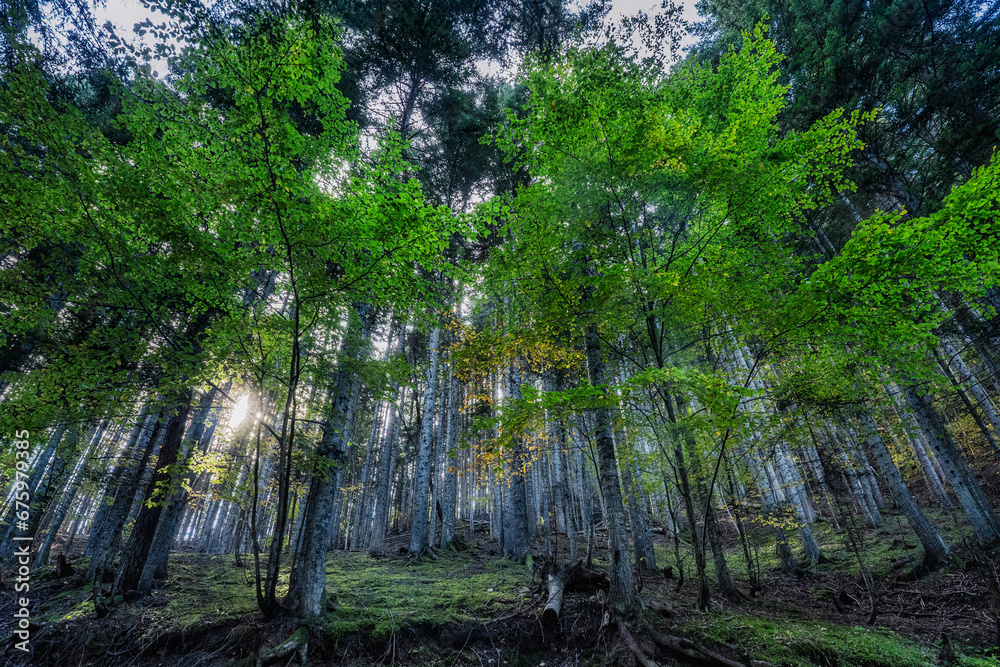Fototapeta premium Sottobosco autunnale