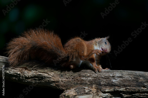Beautiful Red Squirrel (Sciurus vulgaris) having a scratch! In the forest of Noord Brabant in the Netherlands. Dark background. 
