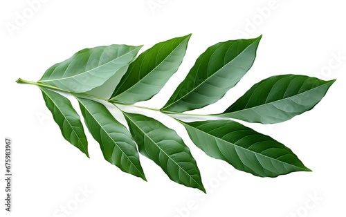 Peony Leaf Over Clear Background