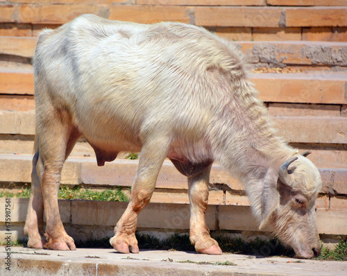 White Sindhi, Gray Sindhi and Thari cow. They are medium sized, compact and have lyre-shaped horn. Body colour is white or light grey photo