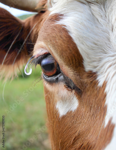 crying cow face