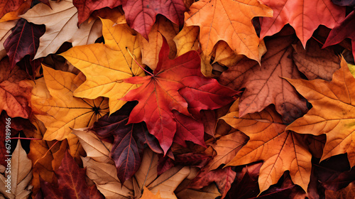 Autumn Season Overhead Close-Up of Densely Packed, Vibrantly Colored Autumn Leaves Creating a Rich Texture and Lush Display of Fall Hues.
