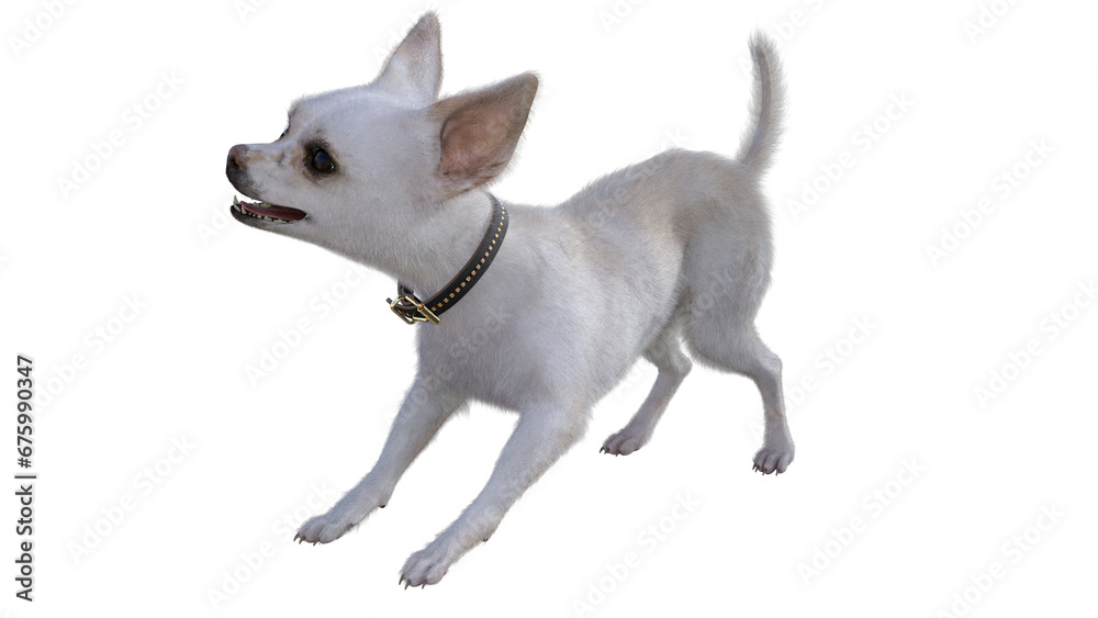 3d rendering of white chihuahua puppy on transparent .background 3d rendering of white chihuahua puppy on transparent .background