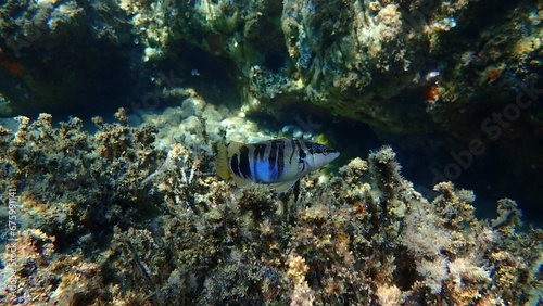 Painted comber (Serranus scriba) undersea, Aegean Sea, Greece, Halkidiki