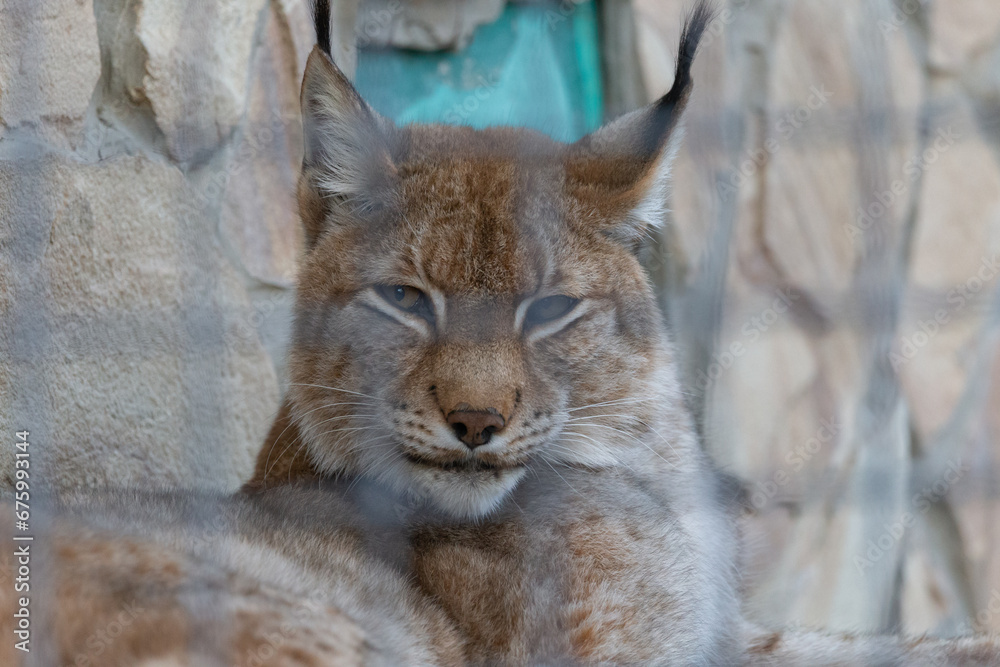 Animals are inhabitants of the lion park Animals are inhabitants of the lion park